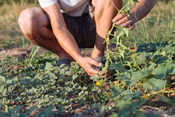 Jonge boer biologische komkommers op eco boerderij plukken. — Stockfoto