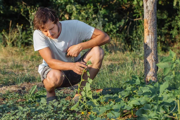 Genç çiftçi Eko çiftlikte organik salatalık toplama.