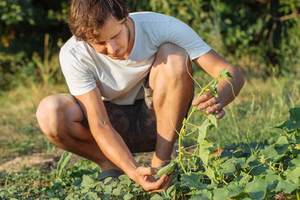 Joven agricultor recogiendo pepinos orgánicos en la granja ecológica . — Foto de Stock