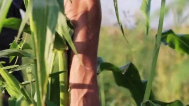 Mısır el ile seçmek ve bir ahşap kutu atma çiftçi