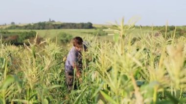 Organik Eko çiftlik alanı, mısır hasat çiftçi.