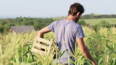 Organik Eko çiftlik alanı, mısır hasat çiftçi.