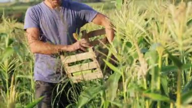 Organik Eko çiftlik alanı, mısır hasat çiftçi.