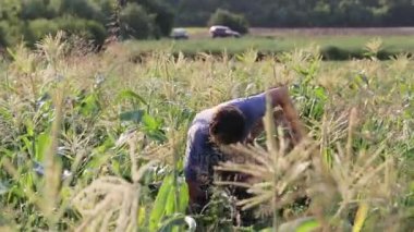 Organik Eko çiftlik alanı, mısır hasat çiftçi.
