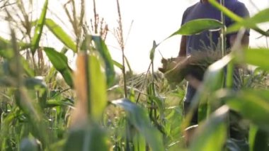 Yong çiftçi ollecting organik Eko çiftlik Mısır alanında mısır mısır koçanı