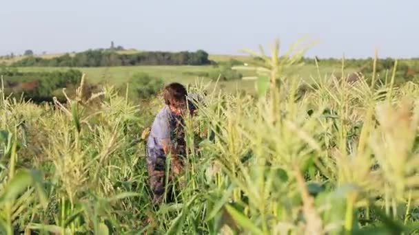 有機 eco ファームのフィールドでトウモロコシを収穫する農夫. — ストック動画