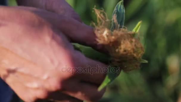 Фермер осматривает кукурузу на наличие вредителей на поле органической фермы . — стоковое видео