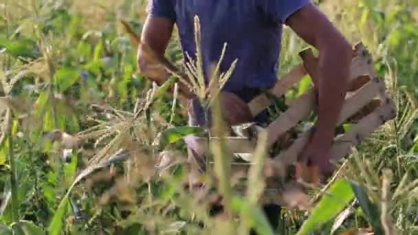 Rolnik zbioru kukurydzy w dziedzinie gospodarstwa ekologiczne eco. — Wideo stockowe