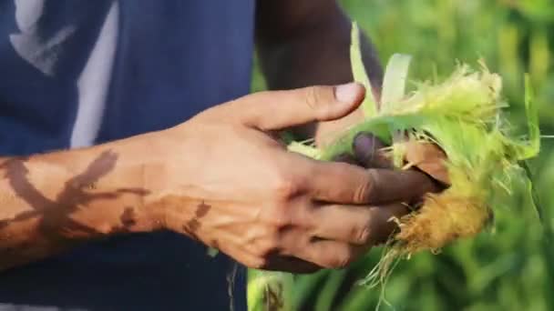 Agricultor que inspeciona milho doce para pragas no campo da fazenda orgânica . — Vídeo de Stock