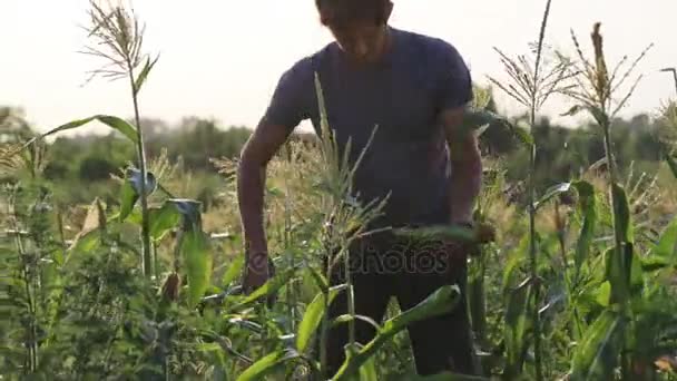 Un agriculteur inspecte le maïs sucré dans un champ de ferme biologique . — Video