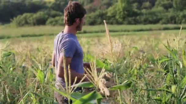 Agricultor caminhando no campo com uma caixa de madeira e olhando milho doce maduro — Vídeo de Stock