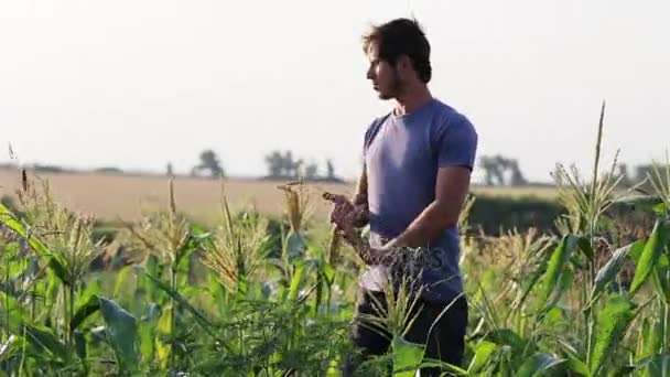 Jovem agricultor em pé e descansando enquanto trabalhava no campo de milho fazenda ecológica orgânica . — Vídeo de Stock