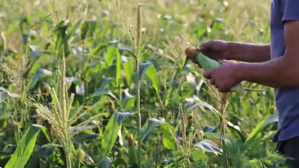 Farmer inspecting sweetcorn for pests at field of organic farm. — Stock Video