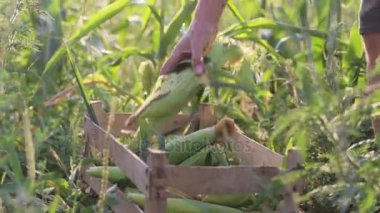 Çiftçi mısır mısır koçanı organik Eko çiftlik Mısır alan ahşap kutusunda koyar.