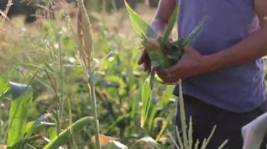 Mısır el ile seçmek ve bir ahşap kutu atma çiftçi