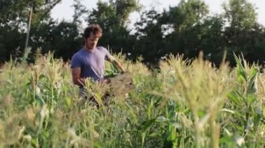 Organik Eko çiftlik alanı, mısır hasat çiftçi.