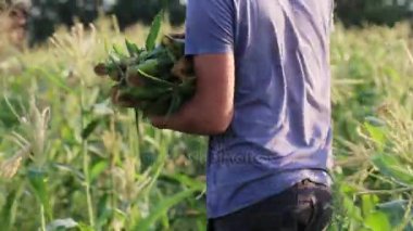 Mısır el ile seçmek ve bir ahşap kutu atma çiftçi