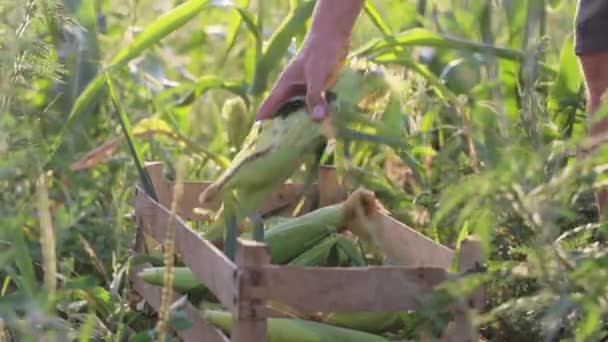 Boer zet de maïskolf in houten kist op het maïsveld van organische eco boerderij — Stockvideo