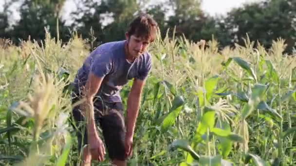 Yong agriculteur ramassant l'épi de maïs sur le champ de maïs doux de l'éco-ferme biologique — Video