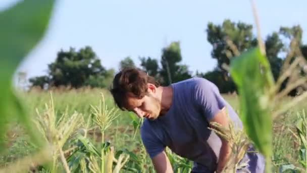 Yong farmer ollecting the corn cob on the sweetcorn field of organic eco farm — Stock Video