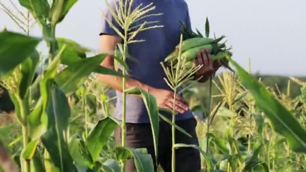 Farmer picking corn by hand and throwing it into a wooden box — Stock Video