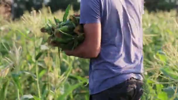 Agricultor recogiendo maíz a mano y tirándolo en una caja de madera — Vídeos de Stock