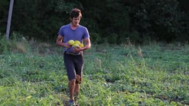 Elinde organik kavun, taze harves alanıyla üzerinde yürüyen çiftçi.