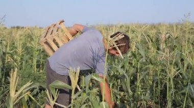 Ahşap kutu el olgun mısır koçanı sahada hasat ile genç çiftçi.