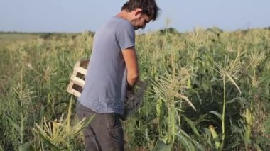 Ahşap kutu el olgun mısır koçanı sahada hasat ile genç çiftçi.