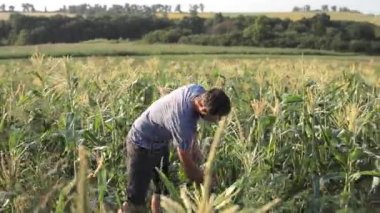 Genç çiftçi mısır koçanı organik Eko çiftlik alanında teftiş.