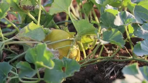 Jungbauer erntet reife Orangenmelone auf dem Feld des Biobauernhofs. — Stockvideo