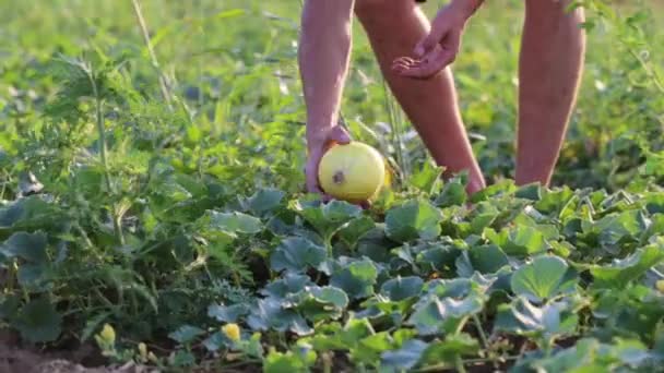 Jovem agricultor que colhe melão laranja maduro no campo da eco-exploração biológica . — Vídeo de Stock