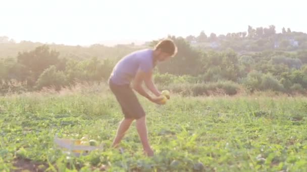 Jóvenes agricultores cosechan melón de naranja maduro en el campo de la granja ecológica . — Vídeos de Stock