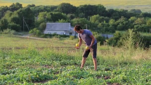Jovem agricultor que colhe melão laranja maduro no campo da eco-exploração biológica . — Vídeo de Stock