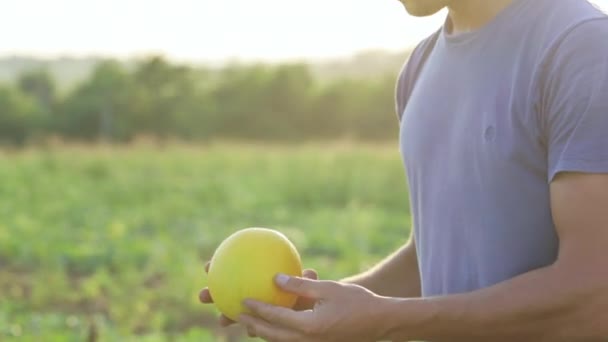 Giovane affascinante agricoltore che ispeziona la coltura di melone per la disponibilità per la raccolta . — Video Stock