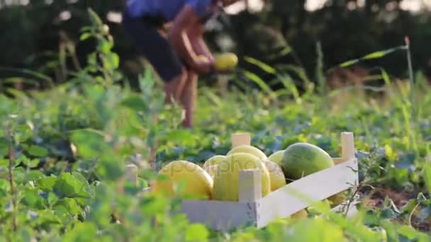 Holzkiste mit Melonen auf dem Feld, Bauer erntet Melonen im Hintergrund — Stockvideo