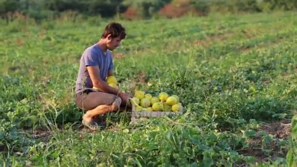 Agricultor en el campo pone harves frescos de melones orgánicos en caja de madera — Vídeo de stock