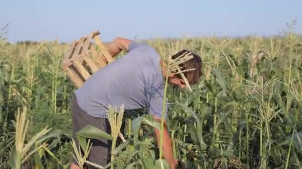 Молодой фермер с деревянной коробкой в руке собирает спелые кукурузные початки на поле . — стоковое видео