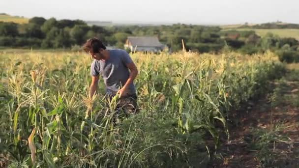Молодий фермер оглядає кукурудзяні камери на полі органічної екологічної ферми . — стокове відео