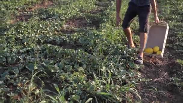 Joven agricultor caminando por el campo, buscando y cosechando melones en caja de madera . — Vídeos de Stock