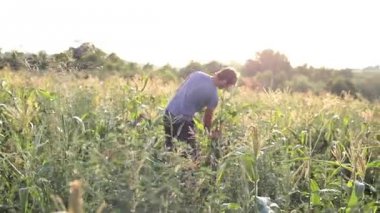 Genç çiftçi mısır alanlarda organik Eko çiftliğinde mısır koçanı toplama.