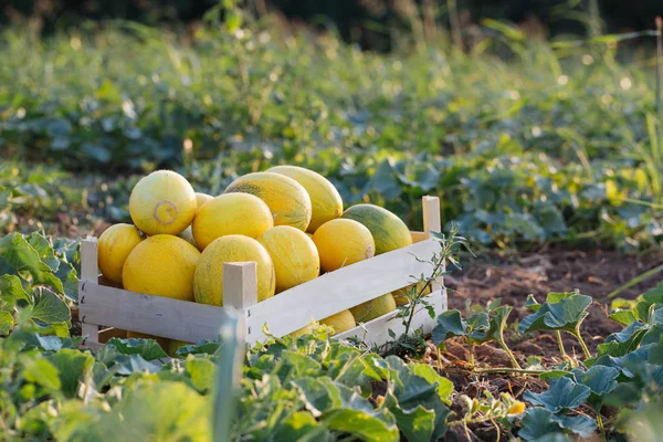 Melón amarillo maduro en caja de madera en el campo en eco granja orgánica — Foto de Stock