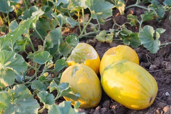 Los melones amarillos maduros son comidos por los animales de plagas . — Foto de Stock