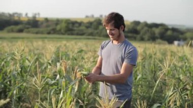 Genç çiftçi mısır koçanı organik Eko çiftlik alanında teftiş.