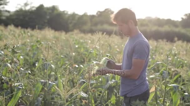Mladý zemědělec kontrolu kukuřičné klasy na poli ekologického Ekofarma. — Stock video