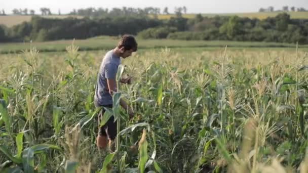 Giovane agricoltore che ispeziona le pannocchie di mais nel campo dell'eco-azienda biologica . — Video Stock