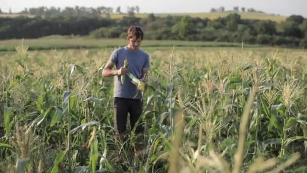 Mladý zemědělec kontrolu kukuřičné klasy na poli ekologického Ekofarma. — Stock video