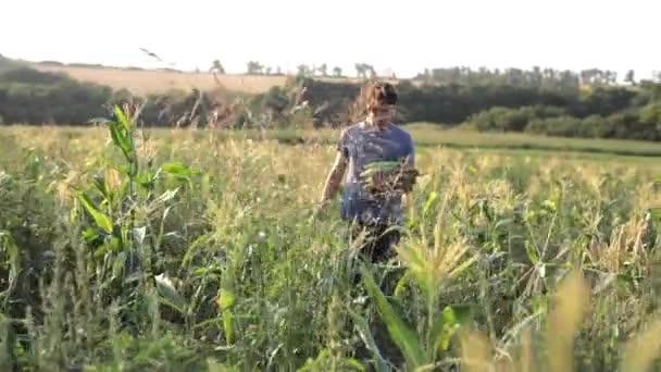 Giovane agricoltore che raccoglie pannocchie di mais dolce nei campi di mais presso l'eco-fattoria biologica . — Video Stock