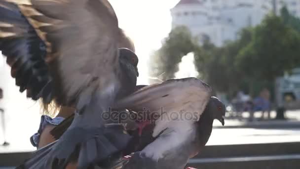 Niña linda alimentación de palomas callejeras en el parque en el día de verano 4K cámara lenta — Vídeo de stock
