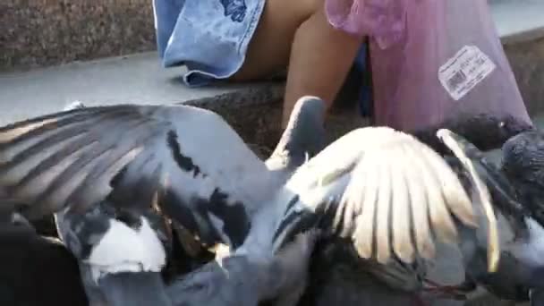 Маленькая милая девочка кормит уличных голубей в парке в летний день 4К замедленной съемки — стоковое видео